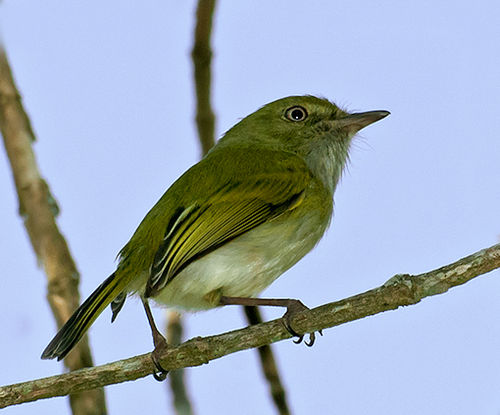 Hangnest tody-tyrant